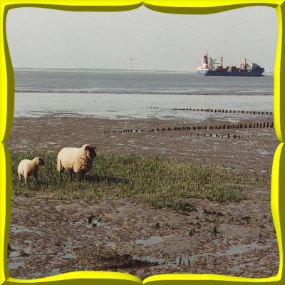 Schafe im Watt